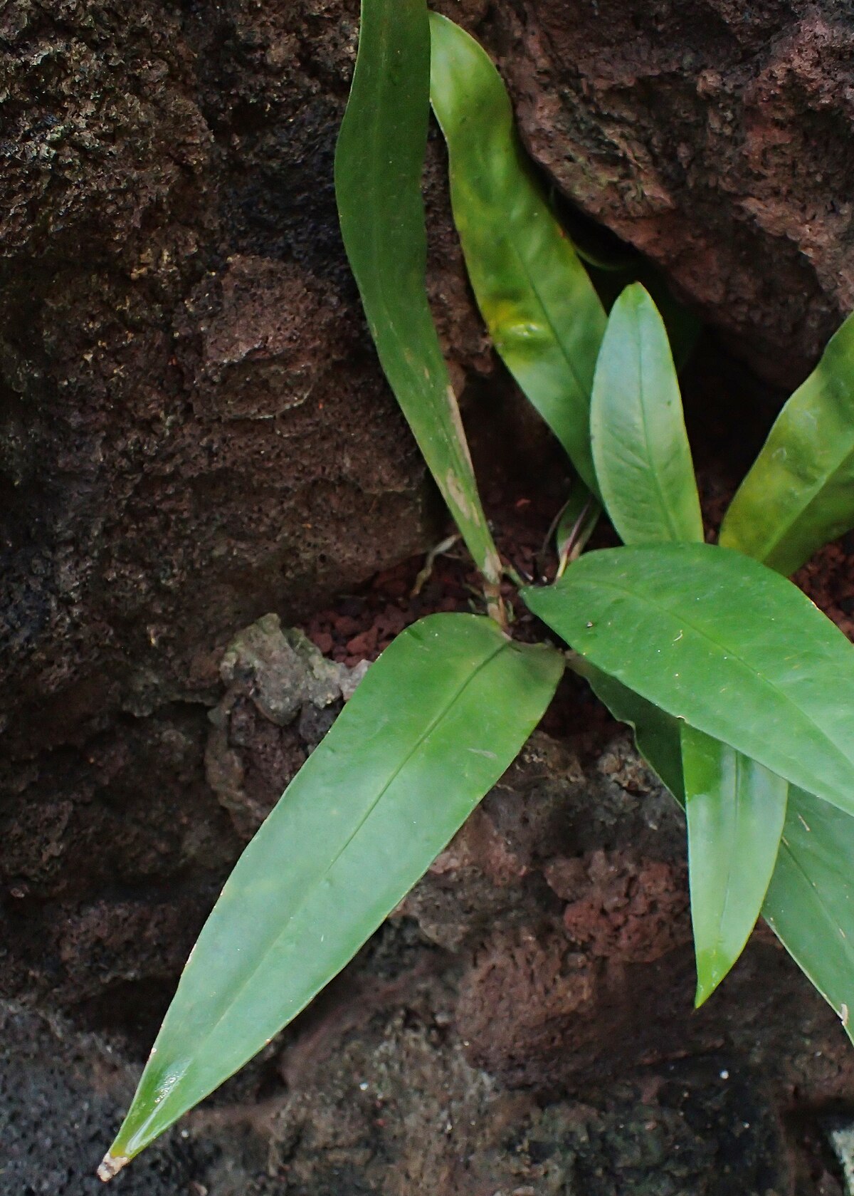 Anthurium amnicola