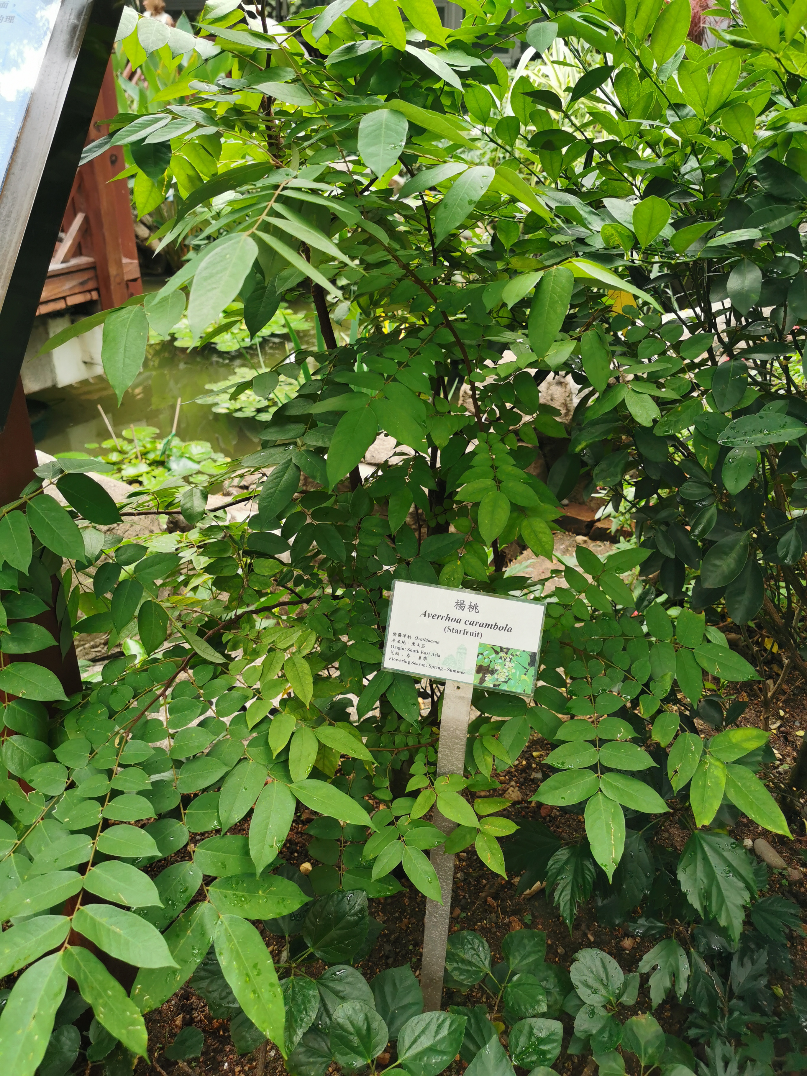 Averrhoa carambola