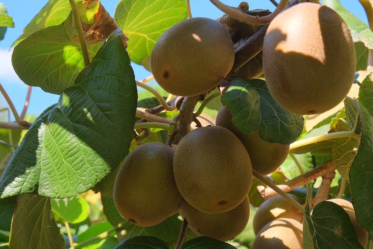 Actinidia chinensis Donghong