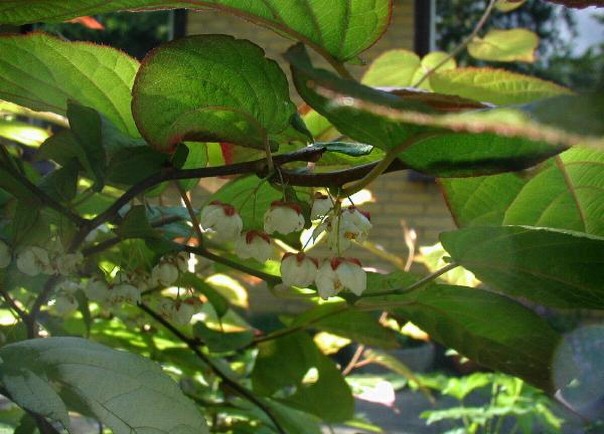 Actinidia hemsleyana