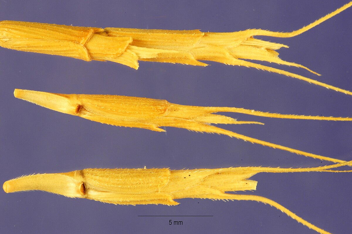 Aegilops speltoides