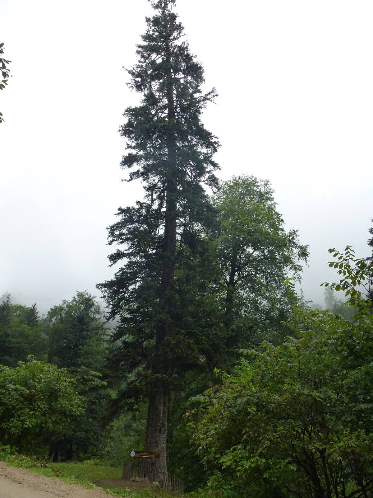 Abies nordmanniana