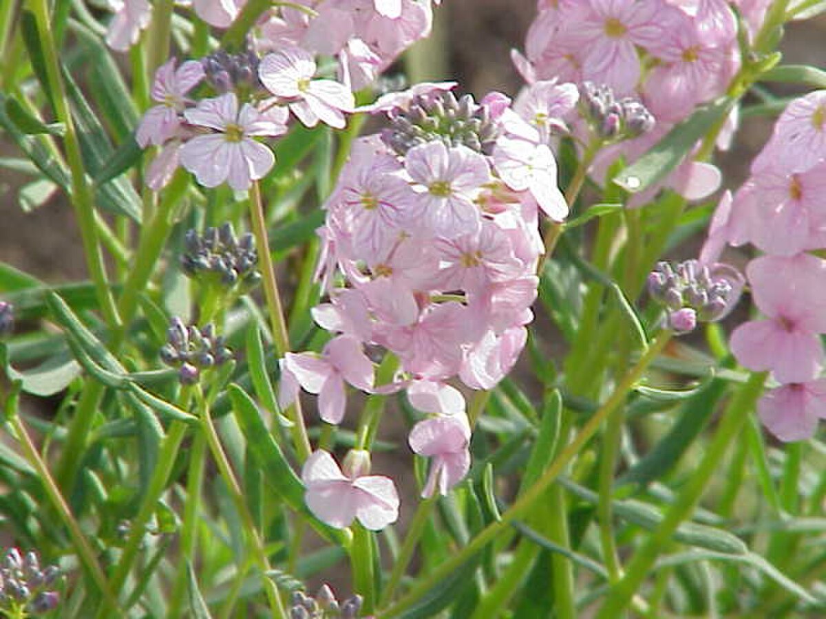 Aethionema arabicum