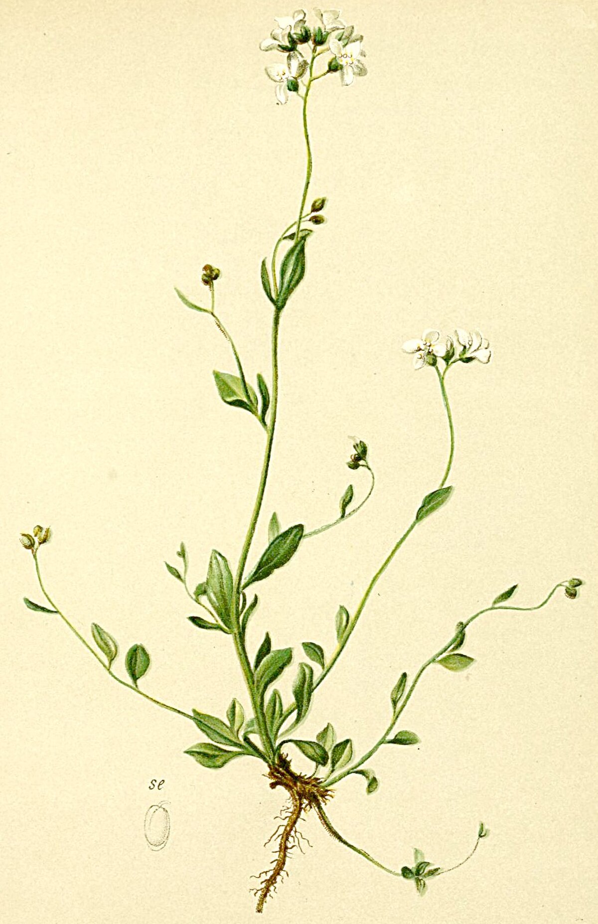 Arabidopsis halleri