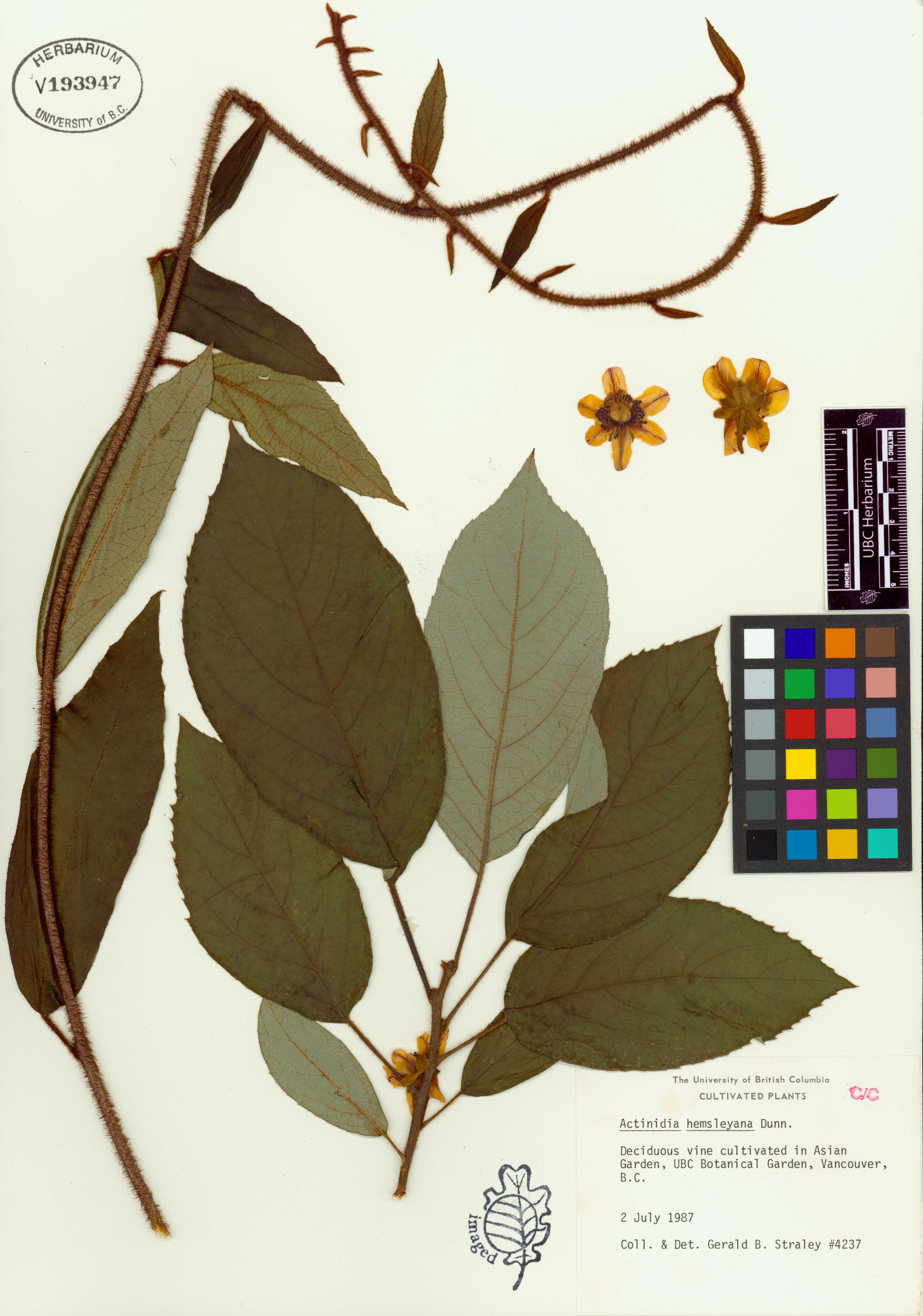 Actinidia hemsleyana