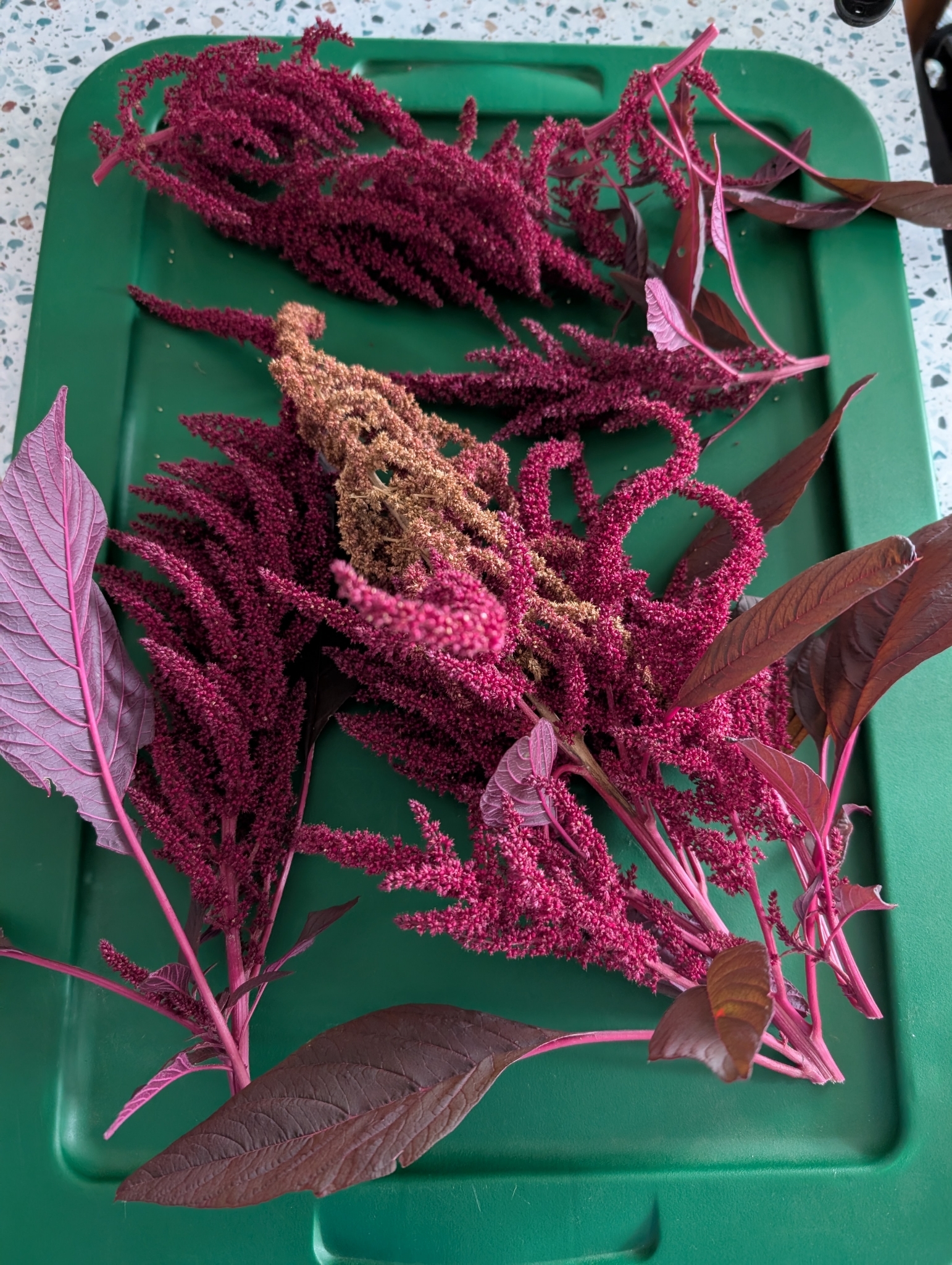 Amaranthus hypochondriacus