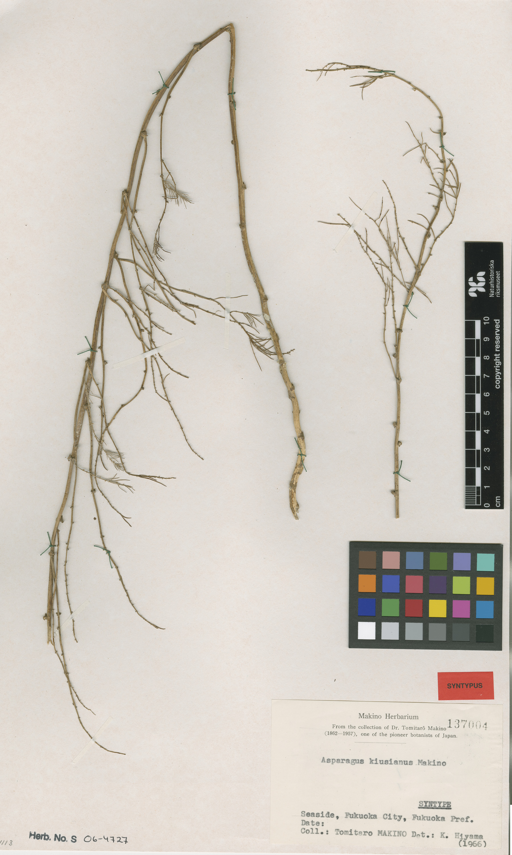 Asparagus kiusianus Male