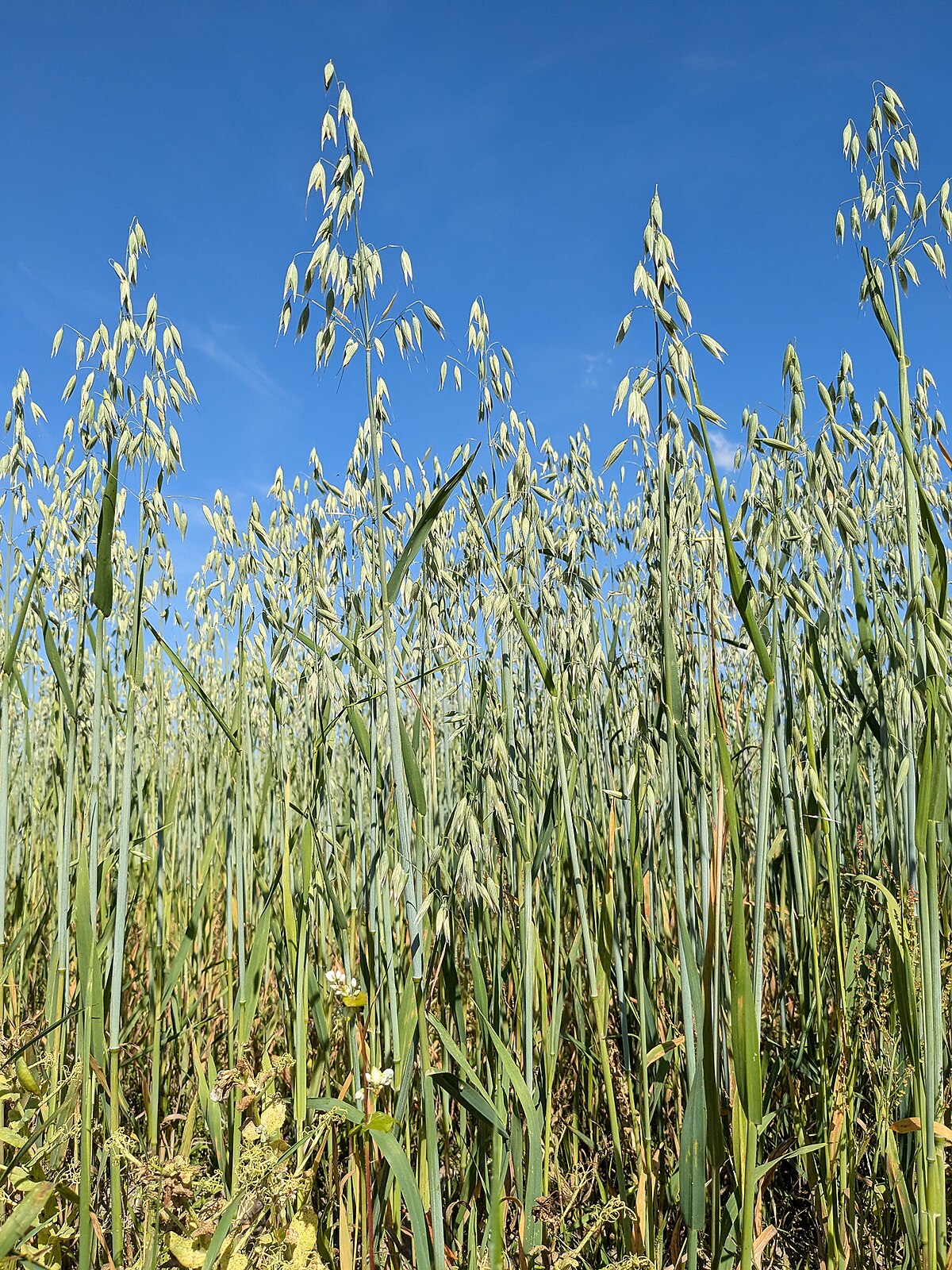 Avena sativa (alt.)