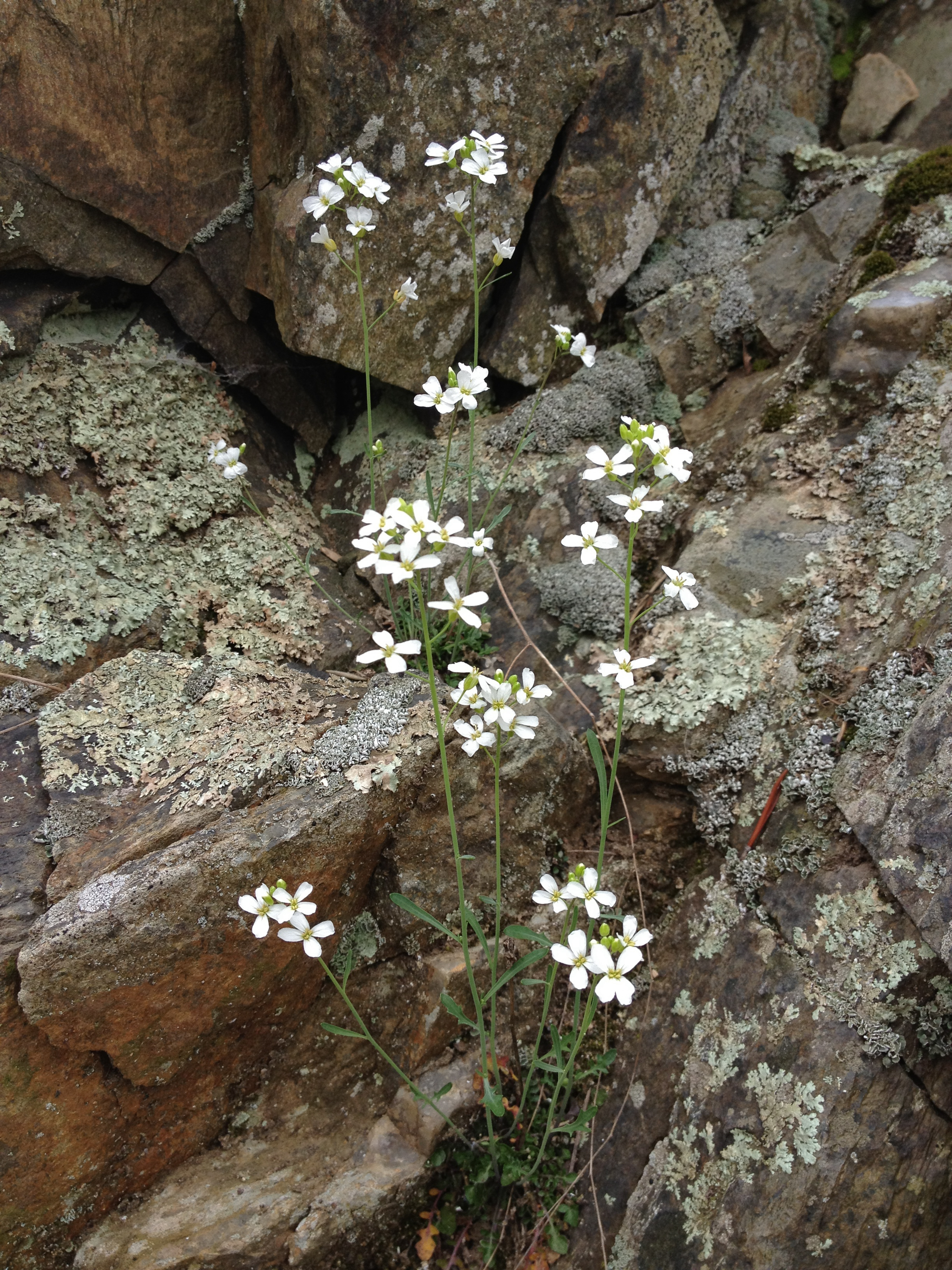 Arabidopsis lyrata
