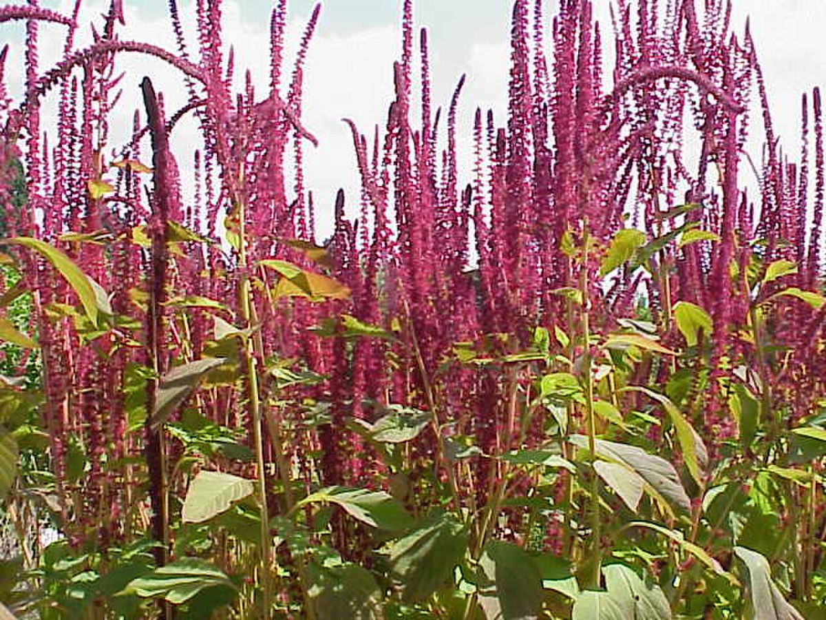Amaranthus cruentus