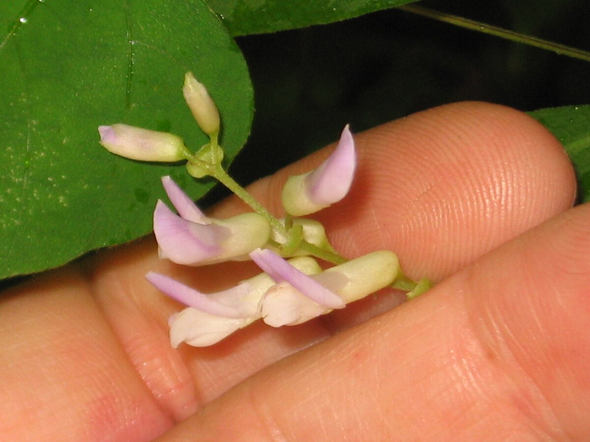 Amphicarpaea edgeworthii