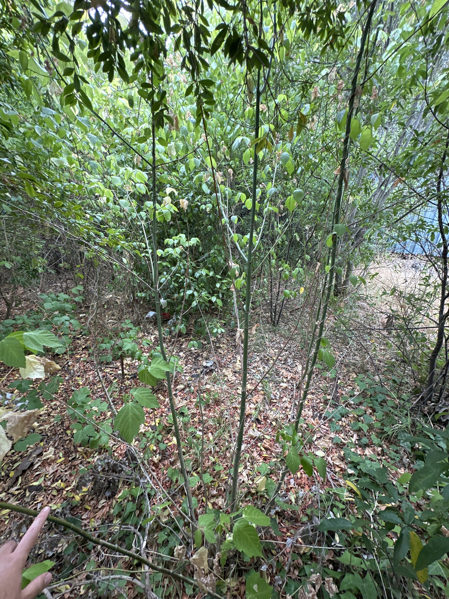 Acer negundo