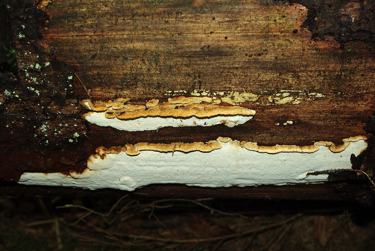 Antrodia flavorosea