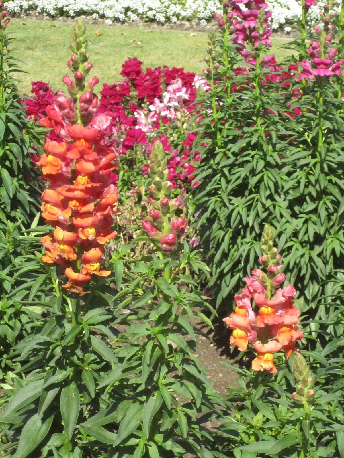 Antirrhinum linkianum