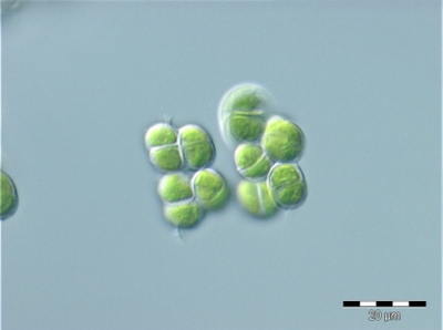 Apatococcus lobatus
