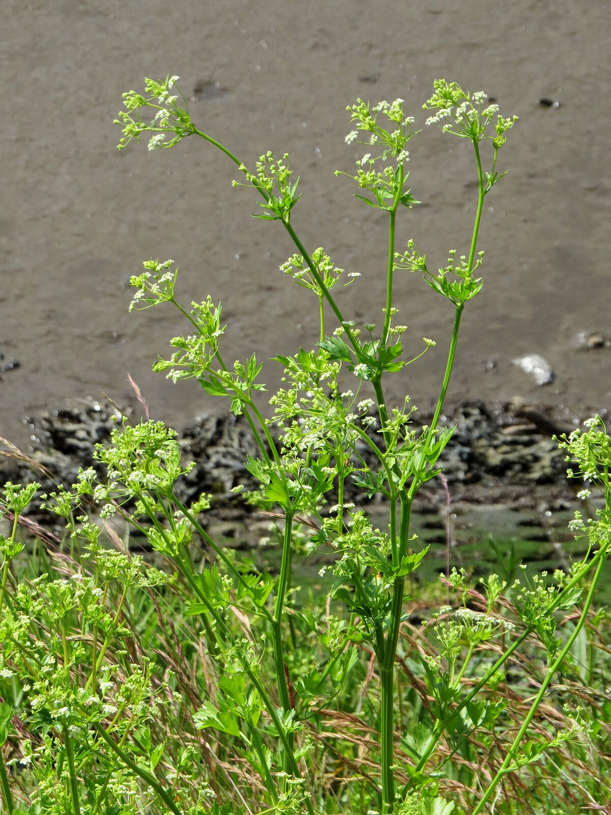 Apium graveolens