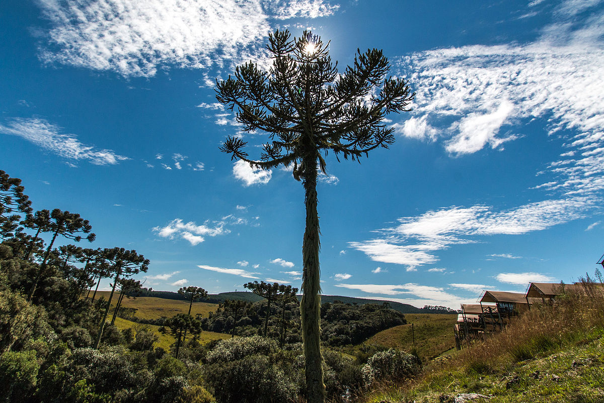 Araucaria angustifolia