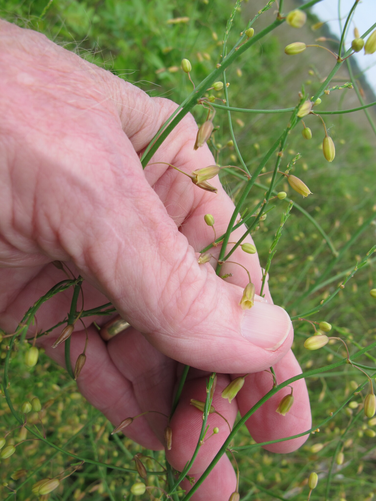 Asparagus officinalis
