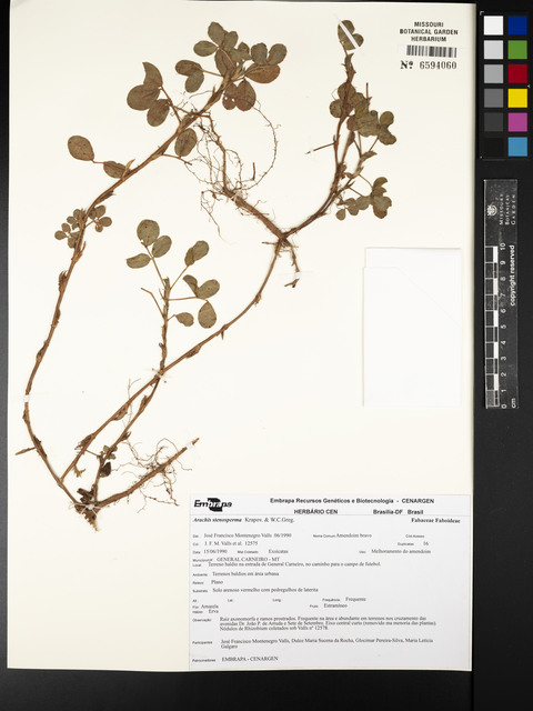 Arachis stenosperma