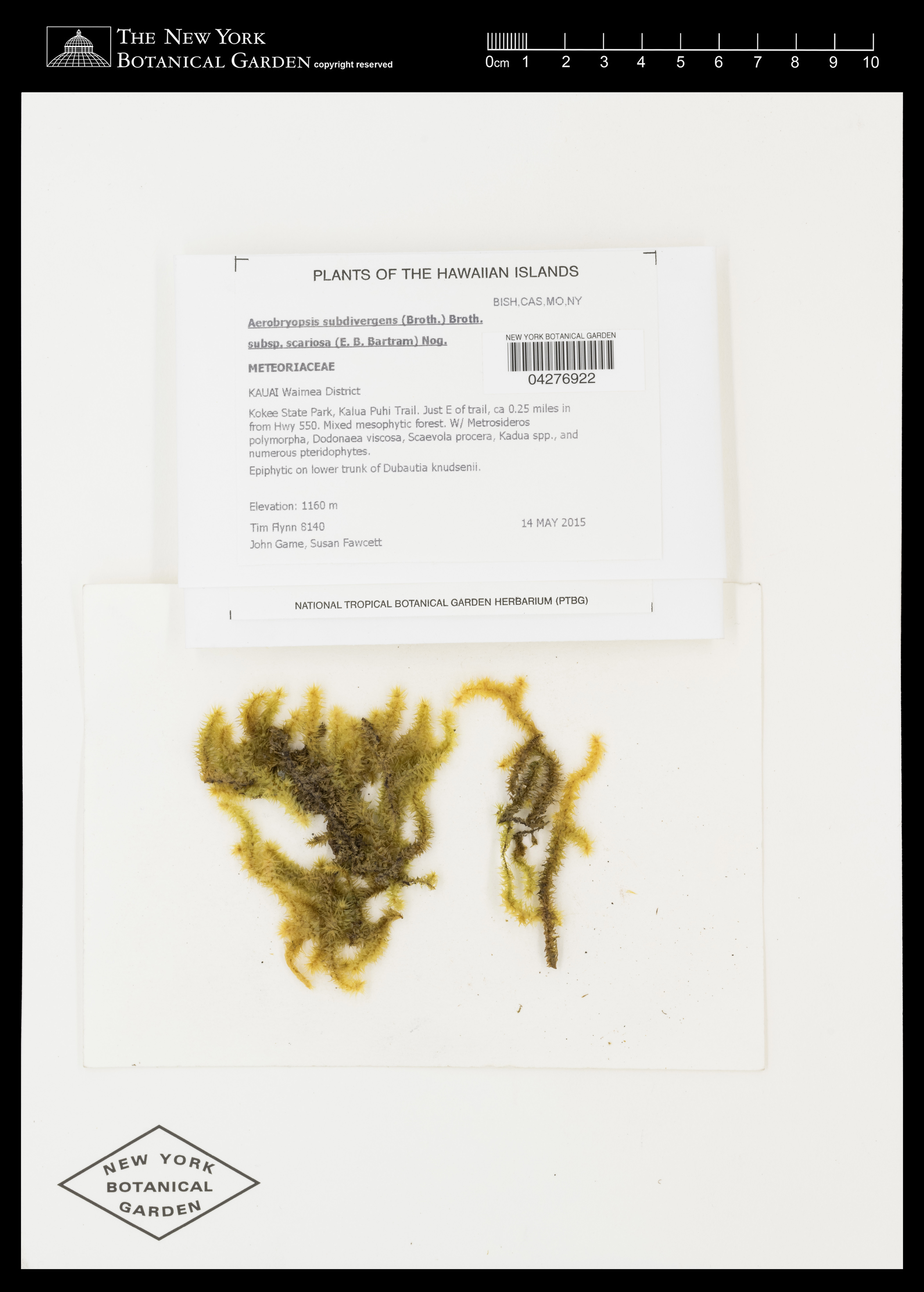 Aerobryopsis subdivergens