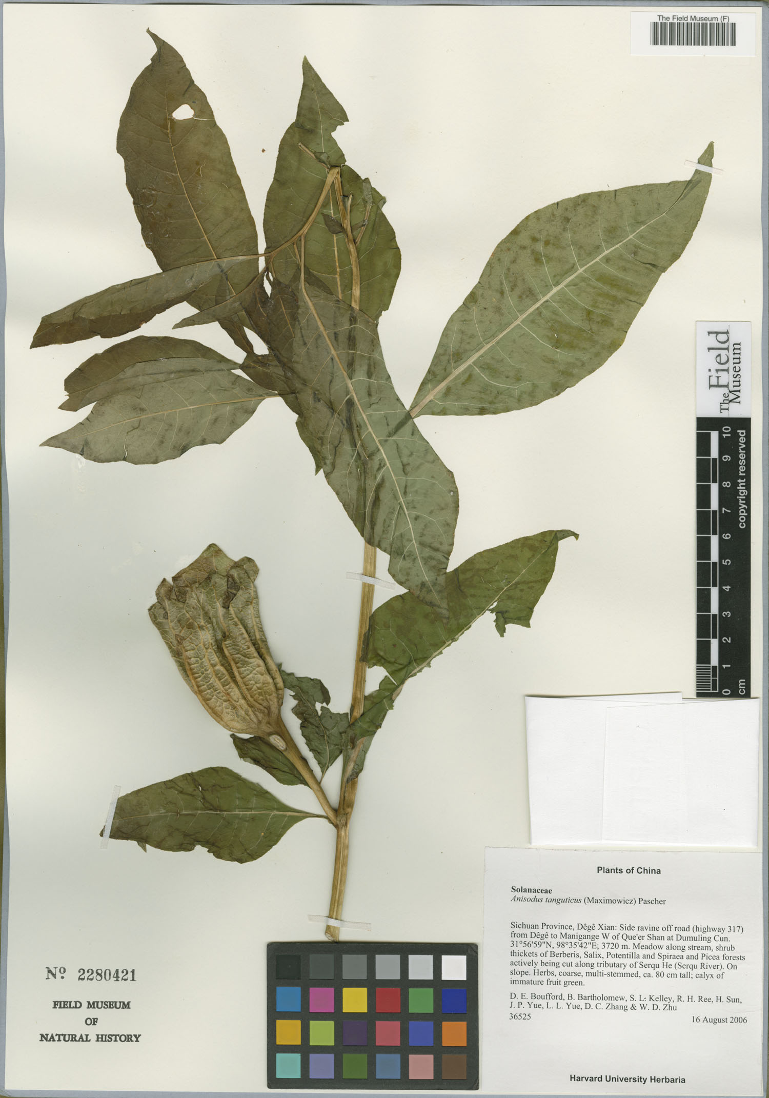 Anisodus tanguticus