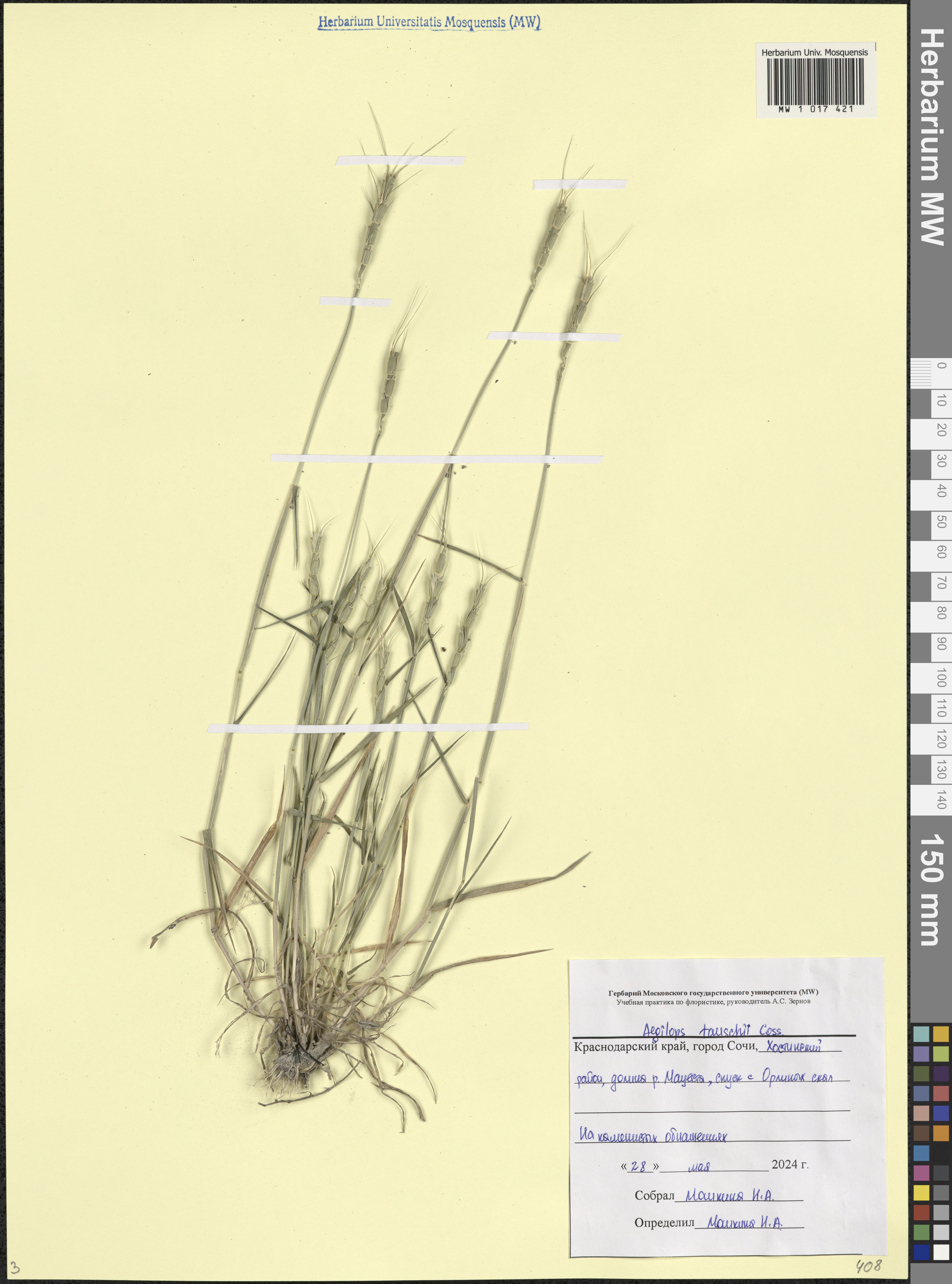 Aegilops tauschii (alt.)