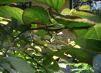 Actinidia