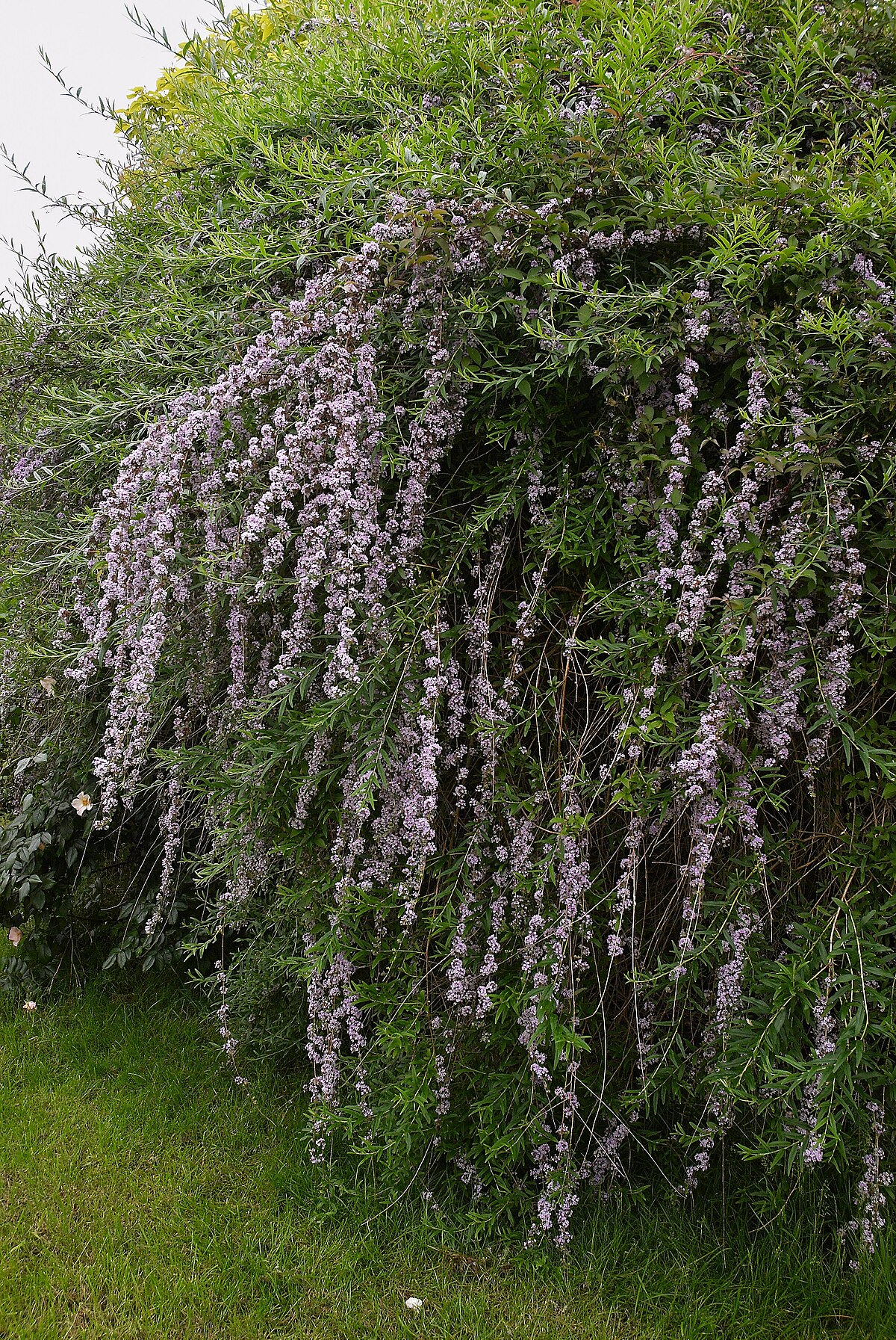 Buddleja alternifolia