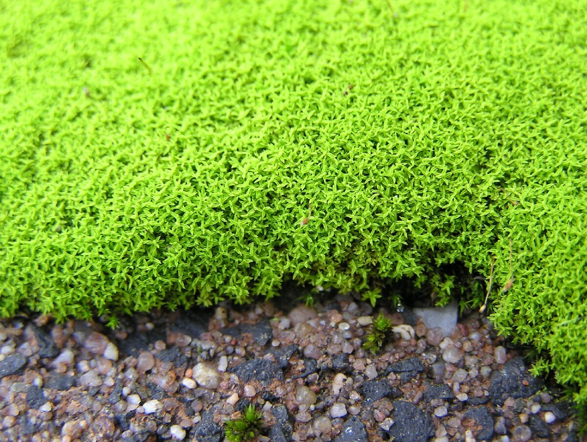 Barbula amplexifolia