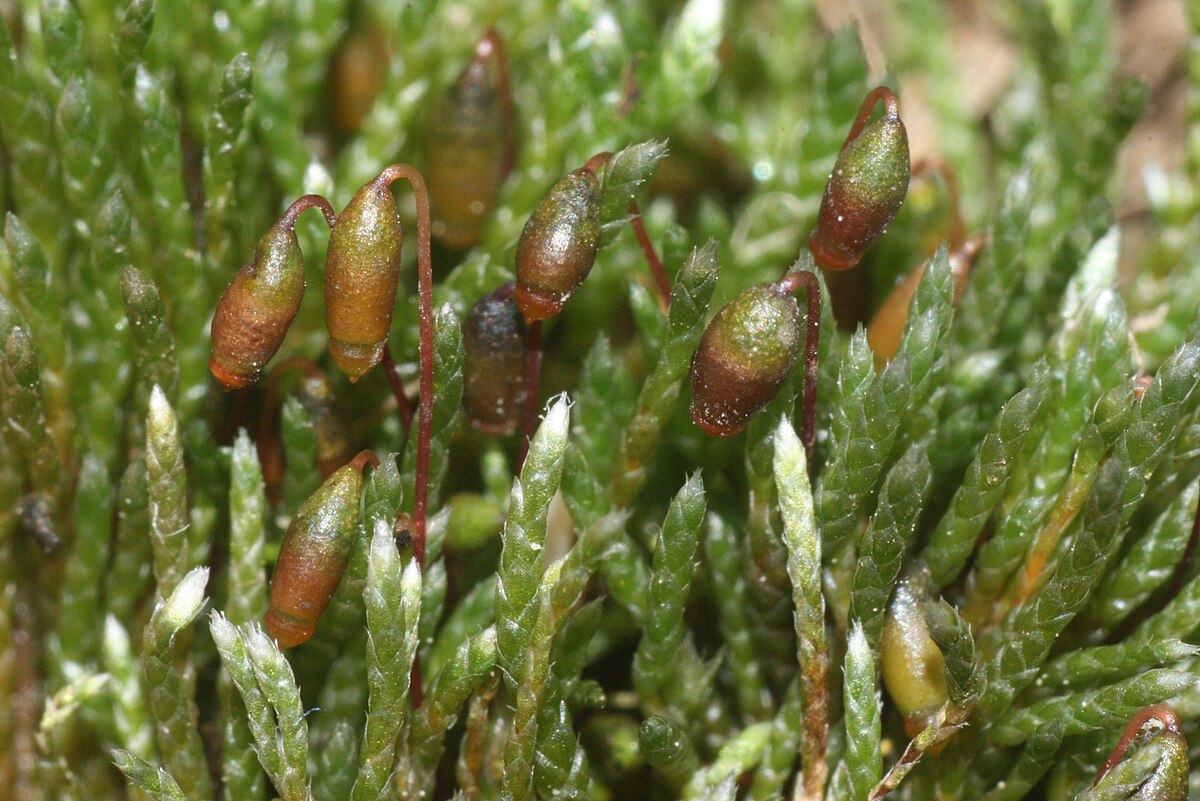 Bryum argenteum