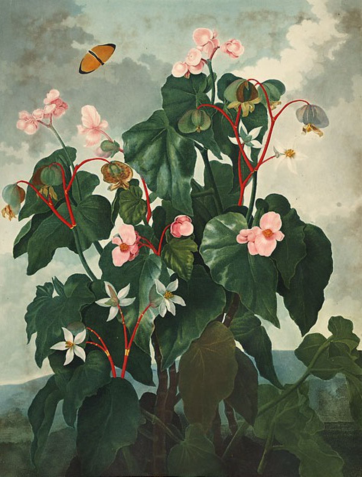 Begonia darthvaderiana