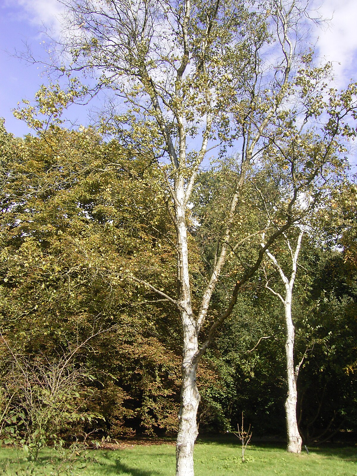 Betula platyphylla