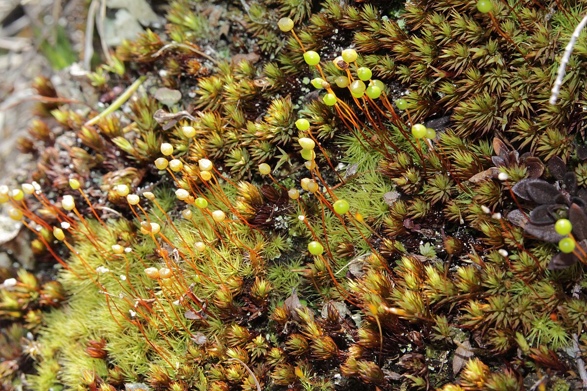 Bartramia ithyphylla
