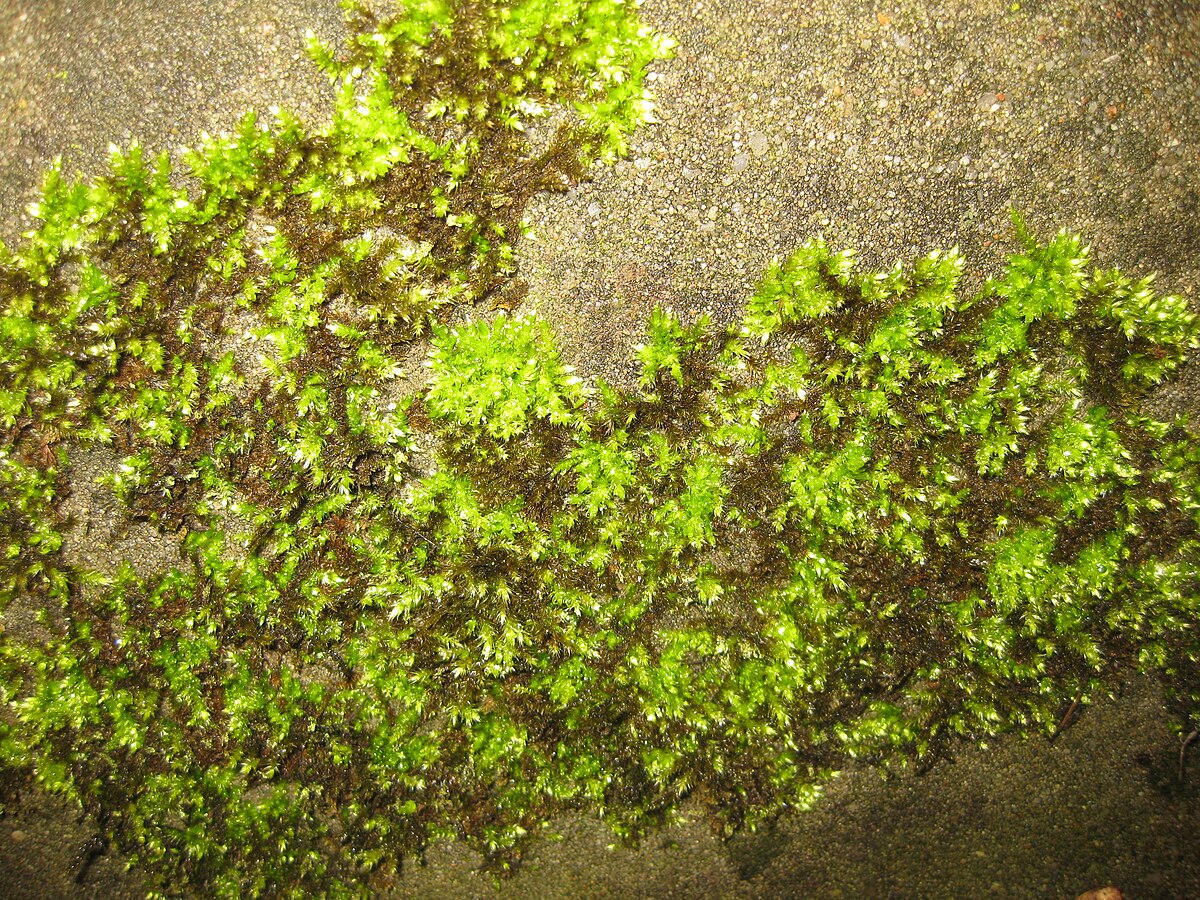 Brachythecium laetum