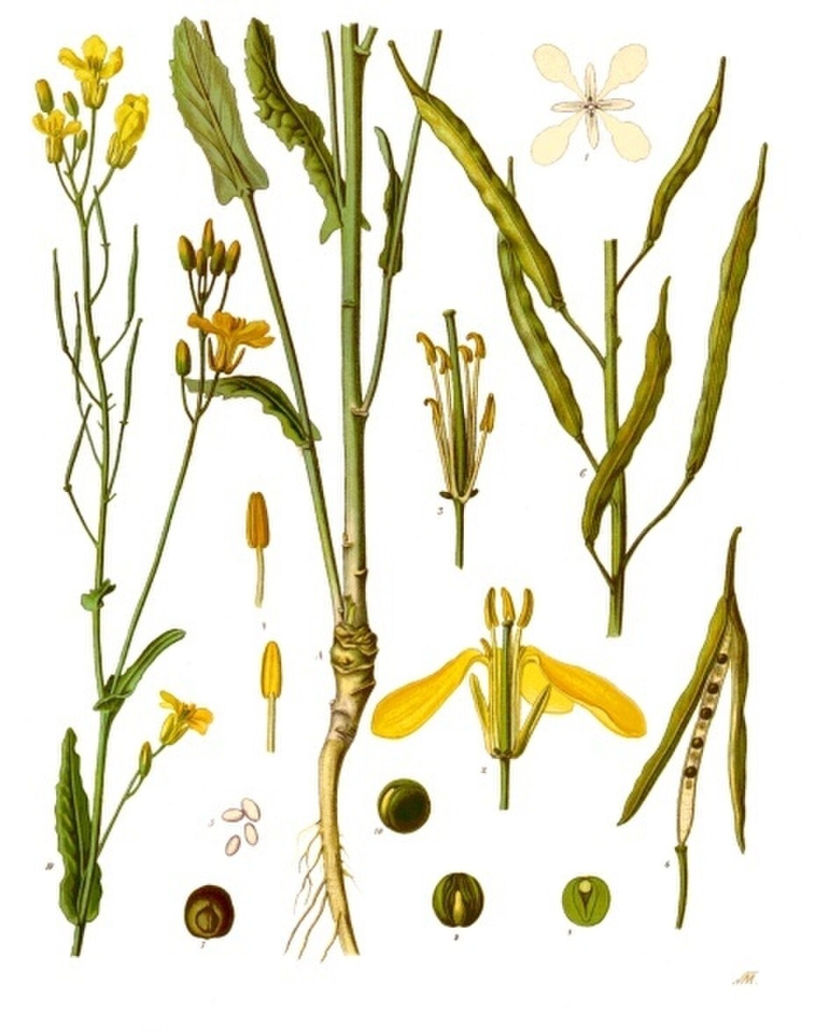 Brassica napus  cv. Xiang5A