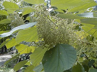 Boehmeria nivea