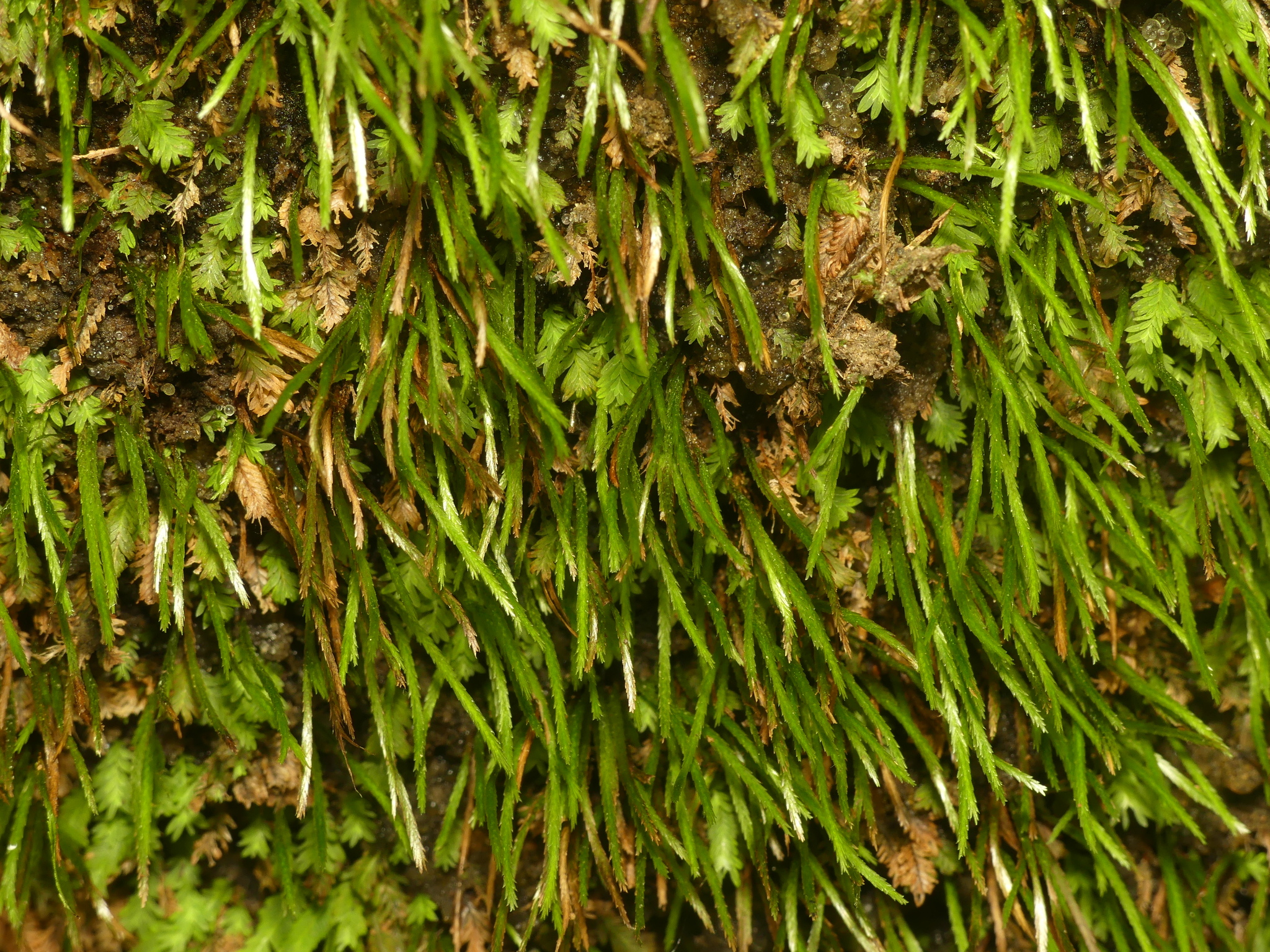 Bryoxiphium norvegicum