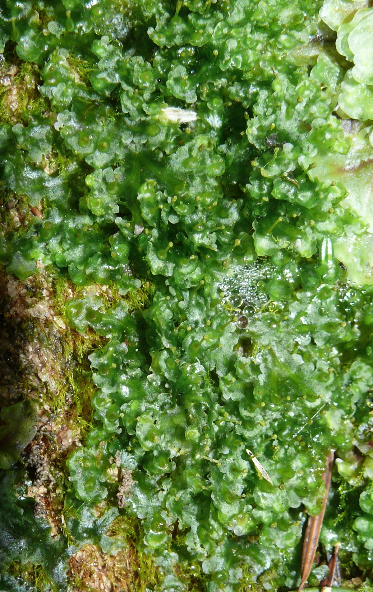 Blasia pusilla
