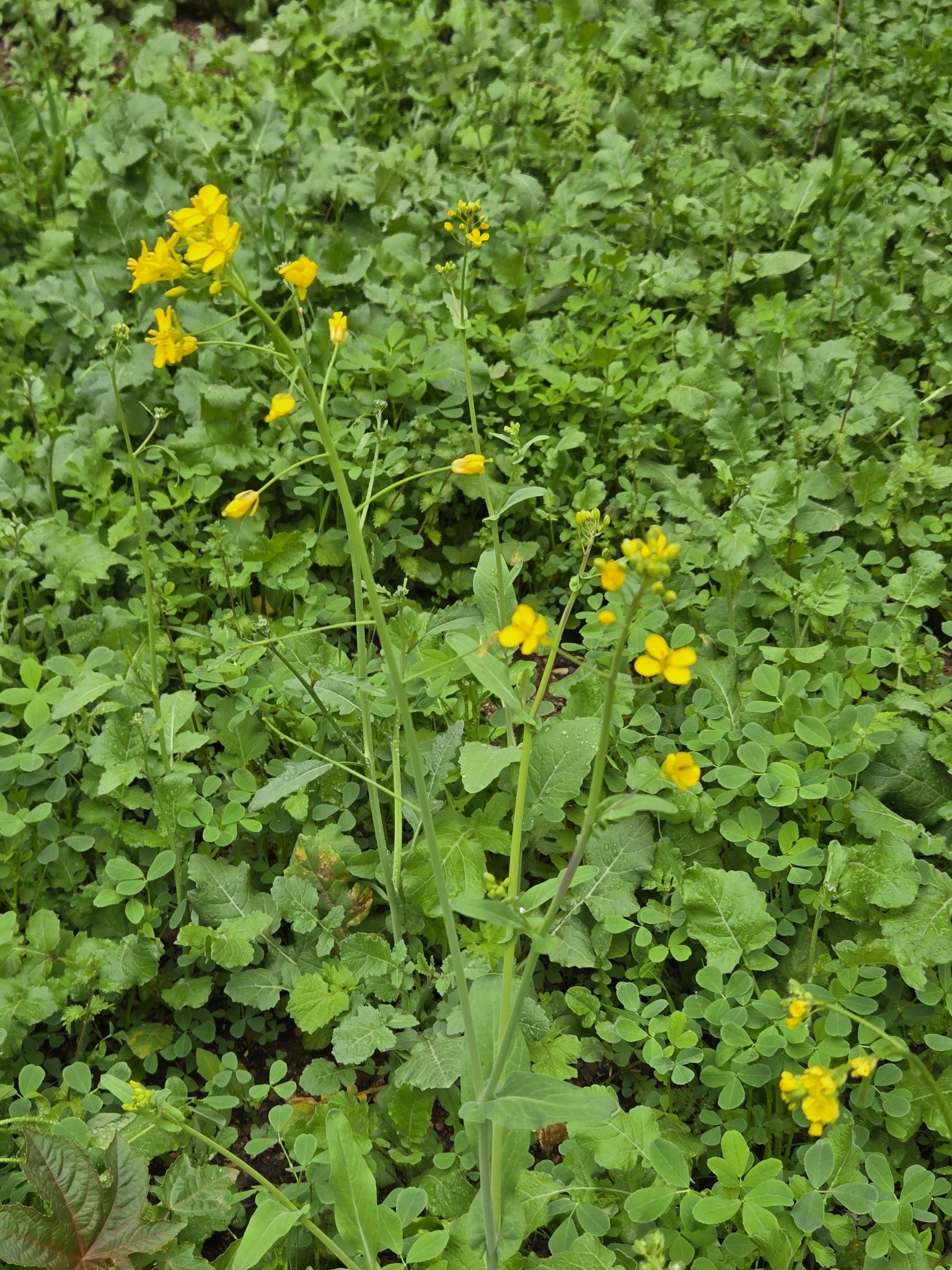 Brassica rapa