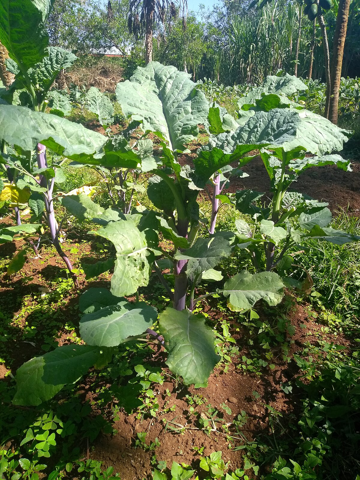 Brassica carinata