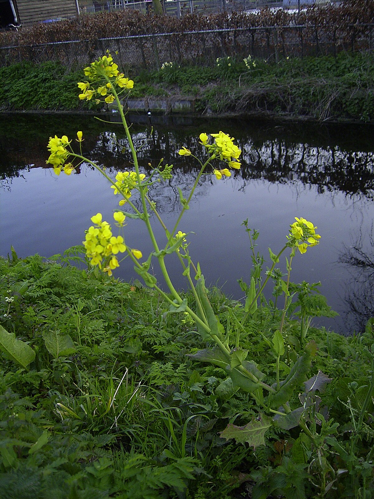 Brassica repanda