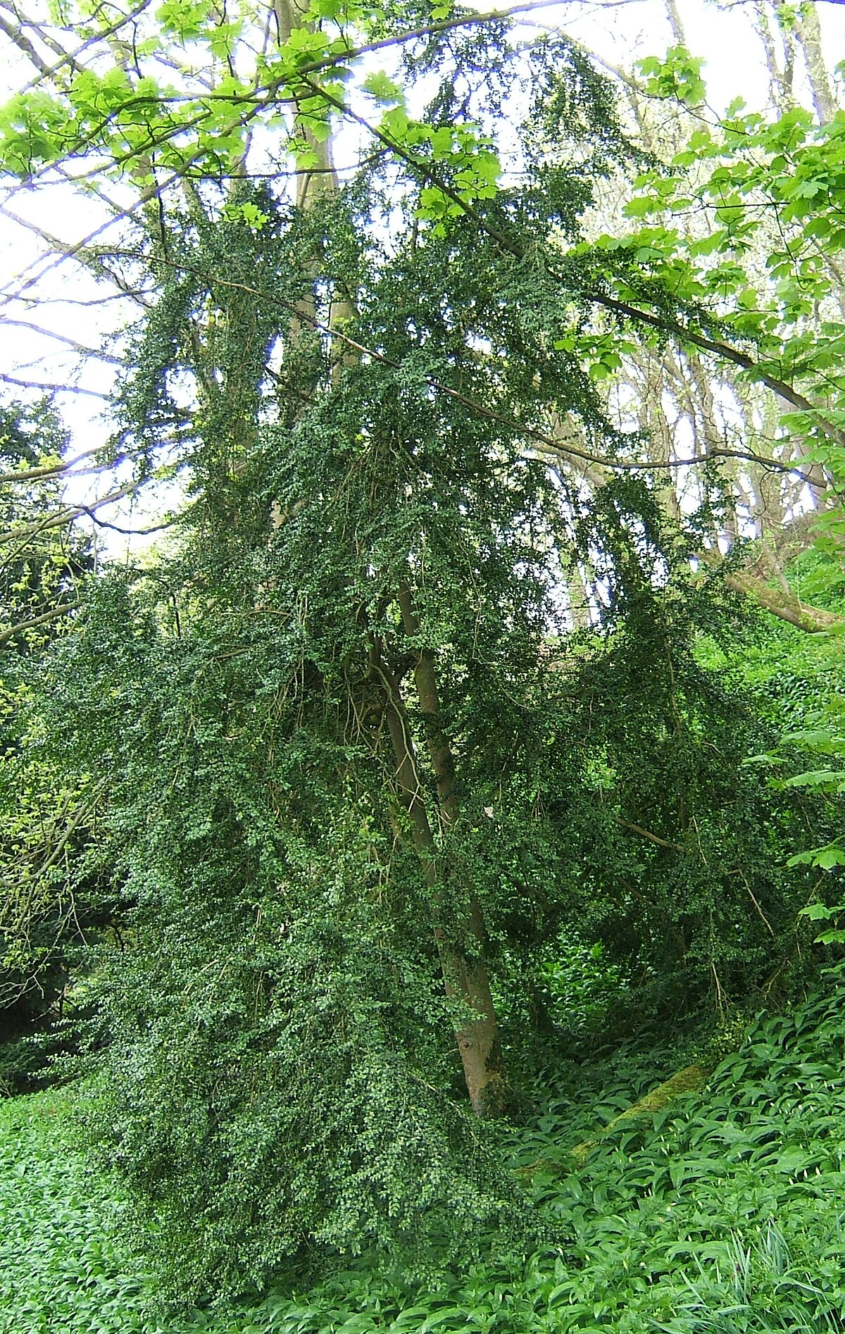 Buxus austroyunnanensis
