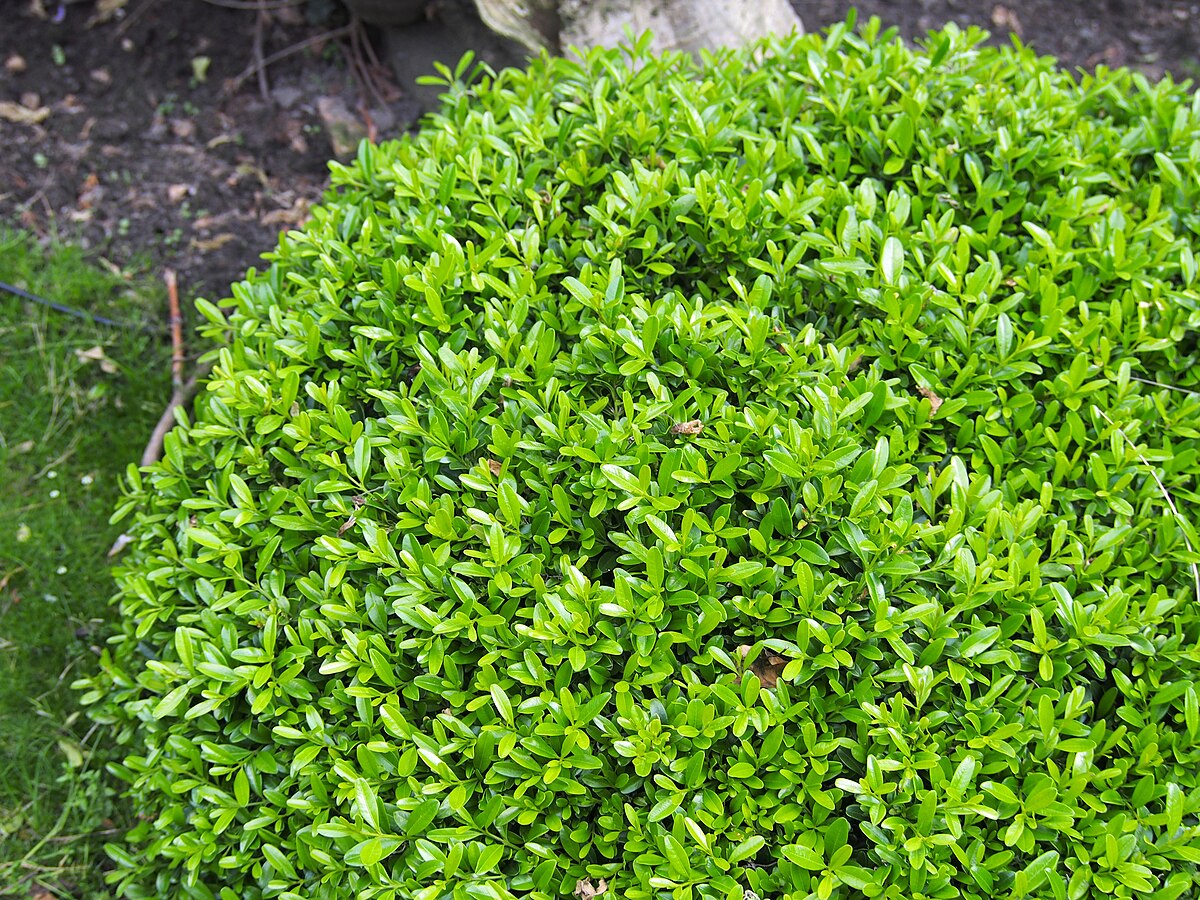 Buxus sinica