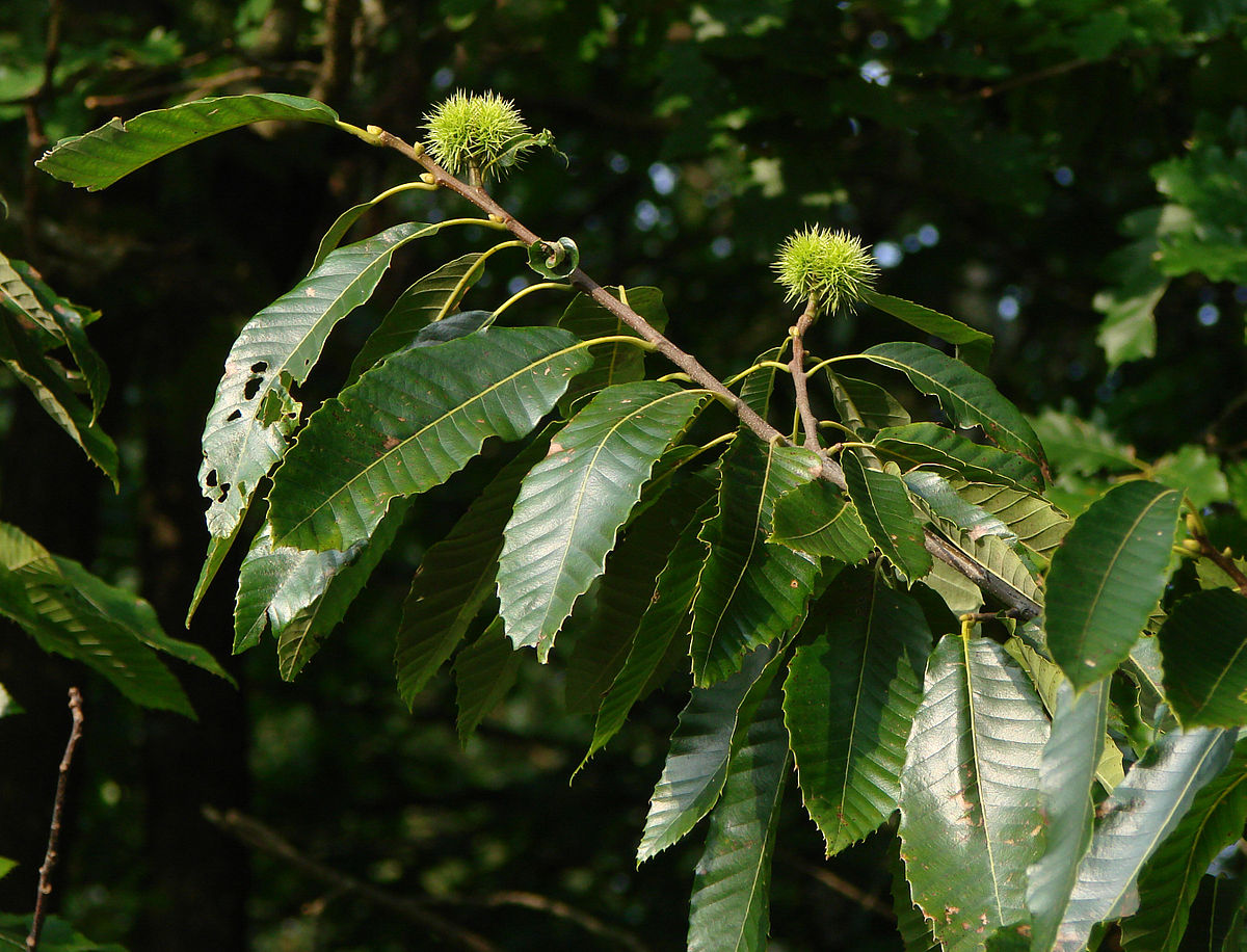 Castanea brevicaulis