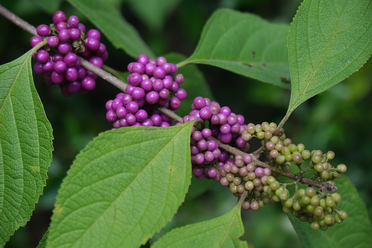 Callicarpa americana
