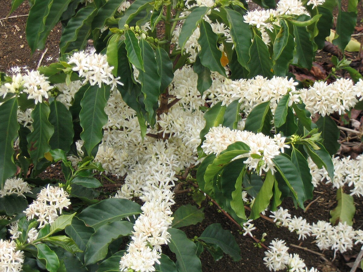 Coffea arabica PI296341FR