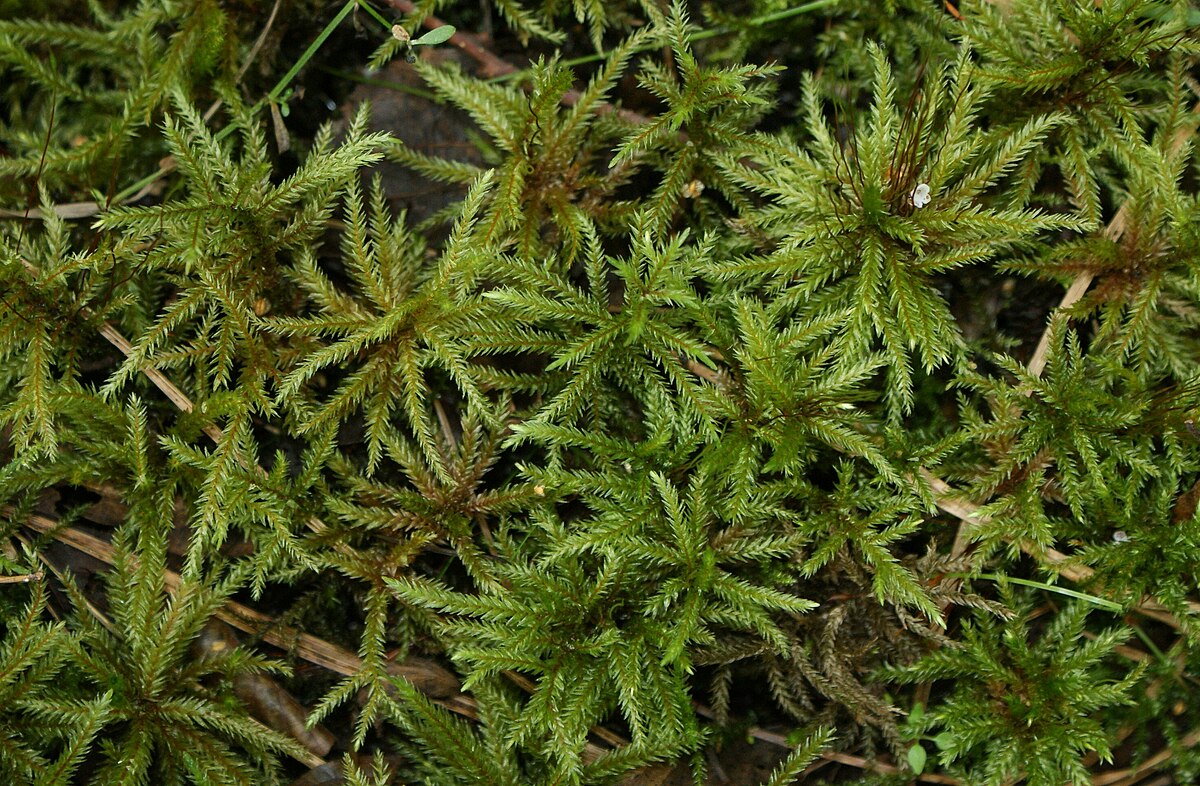 Climacium americanum