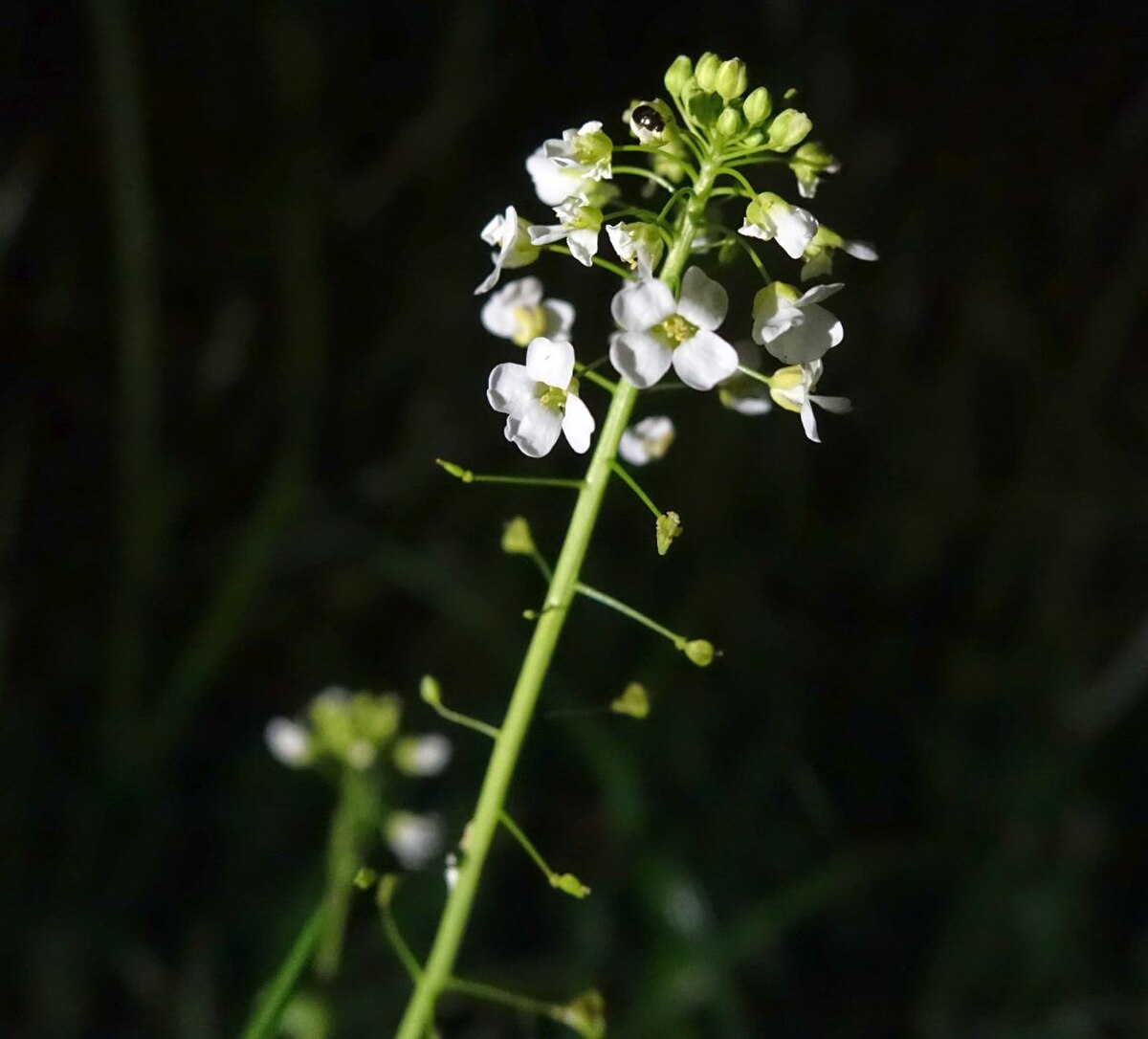Capsella grandiflora