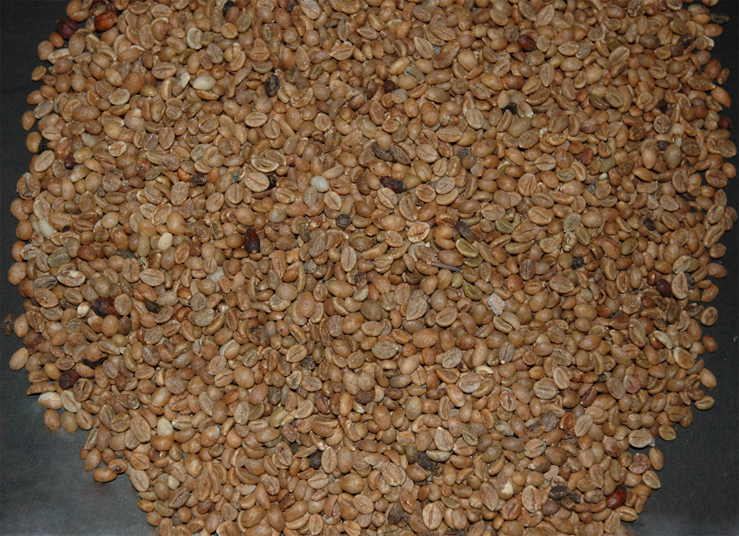 Coffea arabica