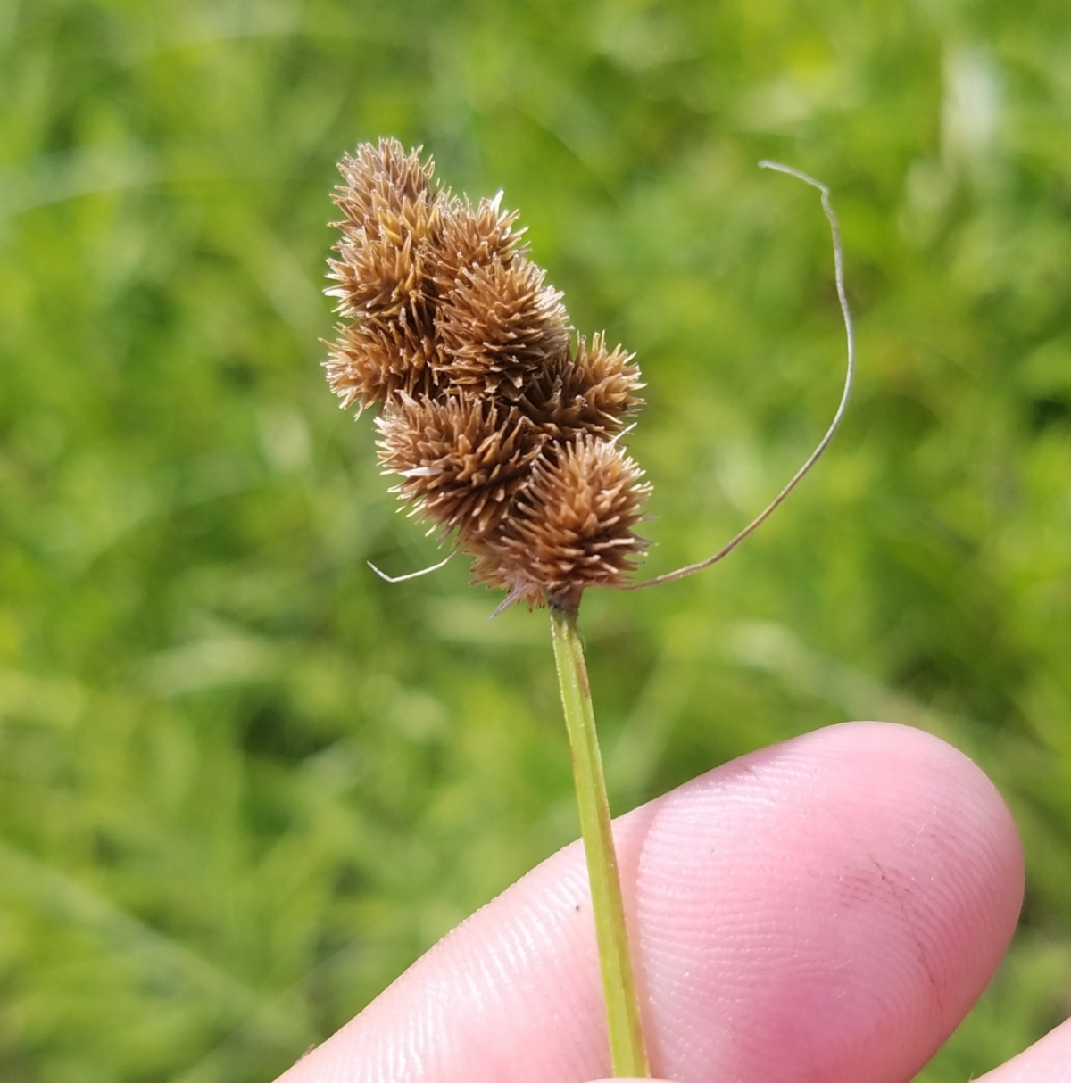Carex cristatella
